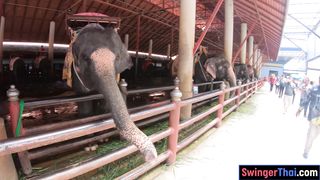Elephants feeding with amateur Thai girlfriend and sex at home