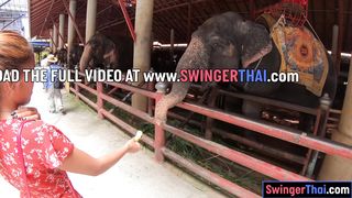 Elephants feeding with amateur Thai girlfriend and sex at home
