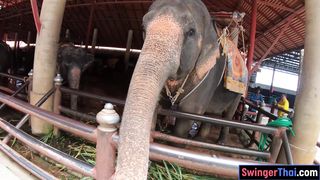 Elephants feeding with amateur Thai girlfriend and sex at home