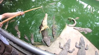 Crocodiles feeding and amateur Thai girlfriend ass spanking
